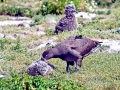 Black-footed Albatross