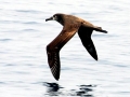 Black-footed Albatross