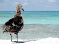 Black-footed Albatross
