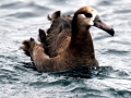 Black-footed Albatross