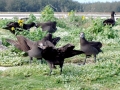 Black-footed Albatross