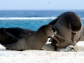 Black-footed Albatross