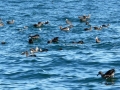 Black-footed Albatross