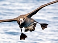 Black-footed Albatross