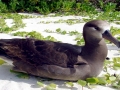 Black-footed Albatross