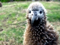 Black-footed Albatross