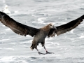 Black-footed Albatross