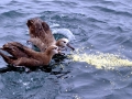 Black-footed Albatross