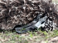 Black-footed Albatross