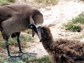 Black-footed Albatross