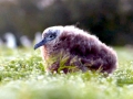 Black-footed Albatross