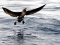 Black-footed Albatross