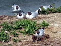 Black-headed Gull