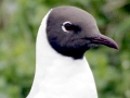 Black-headed Gull