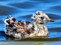 Black-headed Gull