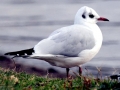 Black-headed Gull