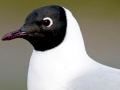 Black-headed Gull