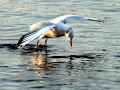 Black-headed Gull