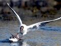 Black-headed Gull