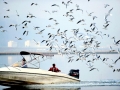 Black-headed Gull