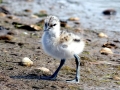 Black-headed Gull