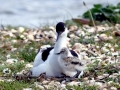 Black-headed Gull
