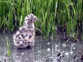 Black-headed Gull