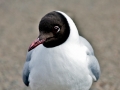Black-headed Gull