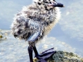Black-headed Gull