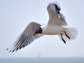 Black-headed Gull