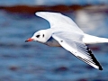 Black-headed Gull