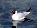 Black-headed Gull