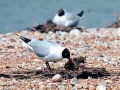 Black-headed Gull
