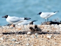Black-headed Gull