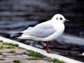 Black-headed Gull