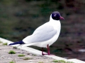 Black-headed Gull