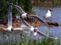Black-headed Gull