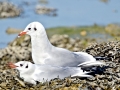 Black-headed Gull