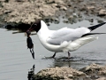 Black-headed Gull