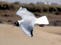 Black-headed Gull