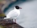 Black-headed Gull