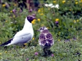 Black-headed Gull