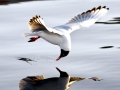 Black-headed Gull