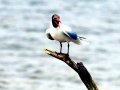 Black-headed Gull