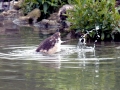 Black-headed Gull