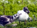 Black-headed Gull