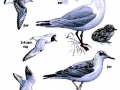 Black-headed Gull