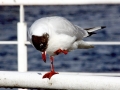 Black-headed Gull