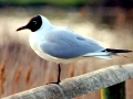 Black-headed Gull