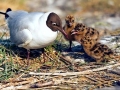 Black-headed Gull